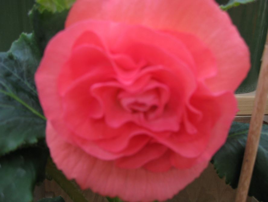 B. ‘Ada Hudson’